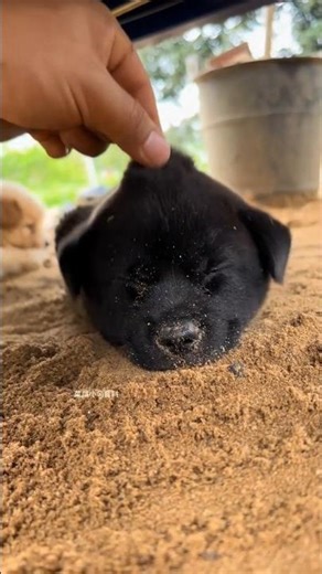 Beautiful Dog baby black #dog #blackdog #baby