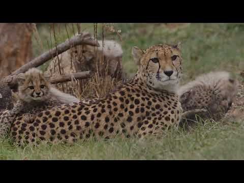 Cheetah Mother Amabala Plays With Her 2-Month-Old Cubs