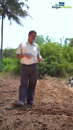 Raised bed cultivation method for radish