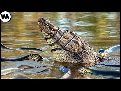 100 Momentos Que Demuestran Que La Naturaleza Es Increíble