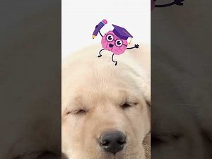 How Does....a Dog Dream? What Science Reveals About Canine Sleep and REM Behaviour