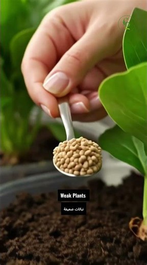 ✅ More Fertilizer = Faster Growth? Think Again! 🌱| 📞📱 +971 58 110 1177
