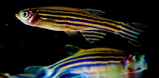 Zebrafish are a scientist’s favorite for early-stage research – especially to study human blood disorders