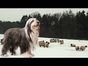 Bearded Collie | Fully Engaged At Work Or At Play