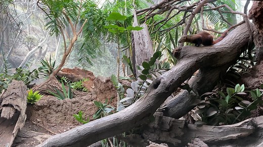 10K views · 461 reactions | Ring-tailed mongooses are very agile! They are good climbers and adept swimmers. Come and spend some time observing their playful natures in our Madagascar! exhibit. | Bronx Zoo | Facebook
