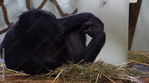 closeup of a bonobo, popular human ape, pygmy chimpanzee, Endangered animal specie from Africa
