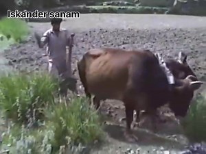#Rakaposhi view points Nagar Valley 1989 | Iskander Sanam