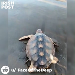 27K views · 785 reactions | A loggerhead turtle that arrived on a Donegal beach over 2 and a half years ago has been returned to the Canary Islands and much warmer waters. The turtle, nicknamed Julius Caesar, weighing just over 20kg was flown from Dublin to Gran Canaria yesterday!   u/_FaceOfTheDeep on Reddit | The Irish Post | Facebook