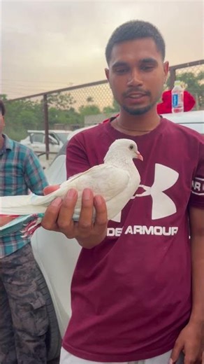 Pehli Bazi Chdi Pehli Win Kr Gye🕊#punjabkabootar #birdsvlogs