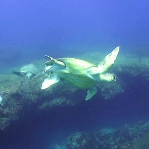 TURTLE ATTACK! Watch as one big turtle wants to chase another one away from its territory and a diver gets in the crossfire 😉! | Bart Videography