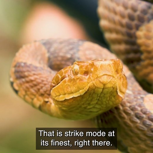 While looking for a Timber Rattlesnake, the infamous Copperhead decided to join our search party! Check out this video to learn more about this species and how to better protect yourself when traveling in their environment. | Coyote Peterson