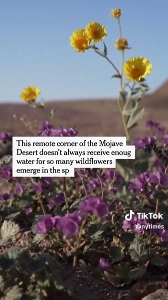 Death Valley, the hottest and driest place in North America, is experiencing a rare wildflower bloom after receiving a record amount of rain in the fall. Visitors are flocking to see the superbloom that has transformed the California desert, dotting the typically barren landscape with pops of color in shades of lemony yellow, cotton candy pink and deep violet. #superbloom #deathvalley #california #wildflowers