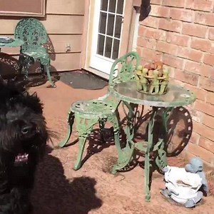 56K views · 3.9K reactions | Work hard, play harder! Black Russian Terriers are known for being agile: bit.ly/AKCBlackRussianTerrier | American Kennel Club | Facebook