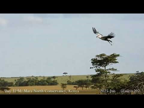 secretary bird pair prepare nest - part 5 - fly to tree