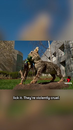 2.8K views · 12 reactions | The Federal Government has declared war on feral cats hoping to save thousands of native species from the brink of extinction. #animals #cats #pets #7NEWS | 7NEWS Australia | Facebook