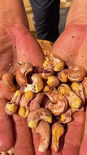 Sorting and Handling Mixed Nuts in a Rustic Setting