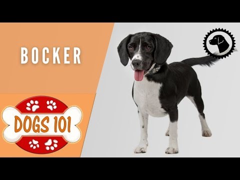 Dogs 101 - BOCKER - Top Dog Facts about the BOCKER | DOG BREEDS 🐶 #BrooklynsCorner