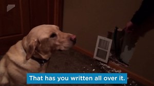 Best Bully Sticks 12 Inch Bully Sticks for Dogs - 3 Count (Pack of 1) - Natural, Easily Digestible, Grass-Fed Beef, Grain and Rawhide Free - Trial Size