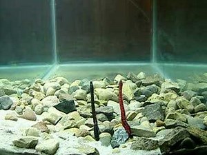 Zoom Finesse Worm and Trick Worm Bass Fishing Lures