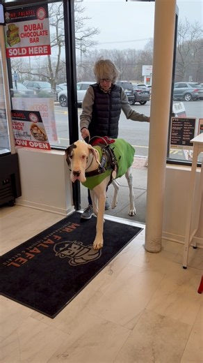 High wind entrance with my service dog is a challenge! #dog #teamwork #ilovemydog #dance #servicedogproject #greatdane #challenge #dance #mobility #servicedog #workingdog #greatdaneservicedog | Hoodsie Cone SDP