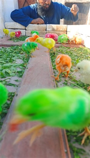 Well Tamed Baby Chicks Playing with Me | chuja wala video | chicken chicken sounds #birds #shorts