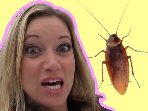 Roaches in Butter Prank