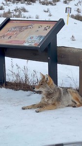 Did you know that there is a sizable difference between a coyote and a grey wolf? #wildanimals #wolf #nature #yellowstone #wildlifephotography | Good Bull Guided