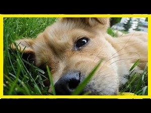 What is leishmaniasis: transmission, vaccine, prevention