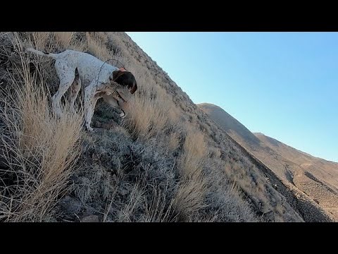 2024-2025 Nevada Chukar Season Highlights!