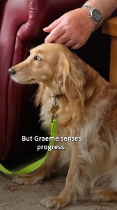 Would this work on your dog? 😂 #cockerspaniel #dogtraining #doglovers #dogvideos | Dogs Behaving Very Badly