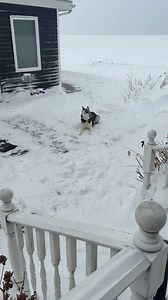 The wind chill is ten below zero. This is what I’m dealing with. S-T-U-B-B-O-R-N. | Meteorologist Eric Snitil