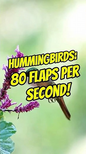 DYK #34 - Hummingbirds 80 flaps per second