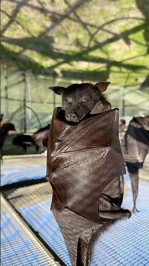 5 Fun facts about bats you won’t believe