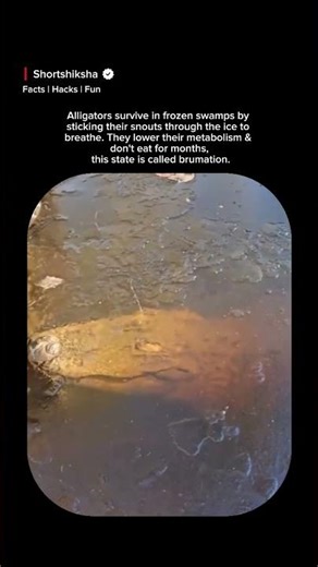 How Alligators Survive Being Frozen Alive 🐊❄️ | The Science of Brumation