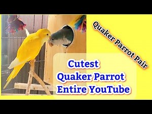Baby the Blue Quaker Parrot and Sunny lutino Quaker Parrot are in the Backyard
