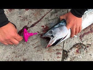 Ikejime, The Freshest Way to Eat Your Fish!