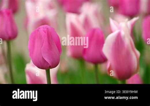 Beautiful pink tulips in the garden swaying in the wind. Spring bloom. Floral background.