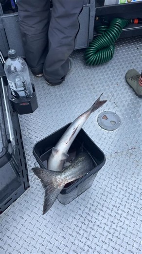 🔥 Fishing has been straight fire this morning and tonight we’re keeping the energy rolling at the Addicted Bash! 🎣💥 Come hang out with us at Fisherman’s Marine Delta Park from 6-9PM. Free giveaways, fishing seminars, and a chance to connect with the ADX in person. Don’t miss it! #AddictedFishing #FishingLife #ColumbiaRiver #PNWfishing #salmonfishing | Addicted Fishing