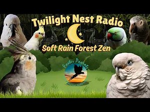 ✨Twilight Nest Radio🌿24/7 Soft Gentle Rain Forest Sounds & Zen Music for Anxious Birds🕊️Bird Room TV