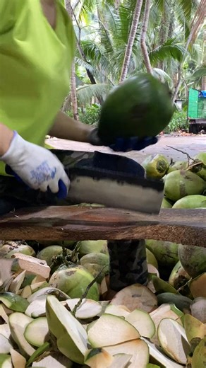 1.1M views · 2.7K reactions | Fresh Coconut Cutting skill #reels #coconut #freshcoconut #coconutfarming #coconutwater #freshcoconut #cuttingskill #fruitcutting #fruitfulharvesting #farmer #farming #fruits #vegan #viral #trending | Fruitfulharvesting | Facebook