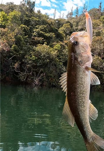 Pesca de black bass embalse Peñol-Guatapé. #xpescaprocolombia #dondepescar #comopescar #pesca #pescablackbass