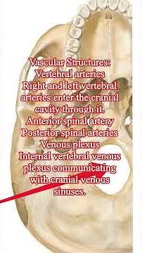 Osteo series # Foramen magnum # Structures passing through