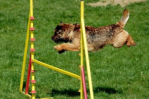 How To Teach Your Dog To Jump Over Hurdles (With Videos)