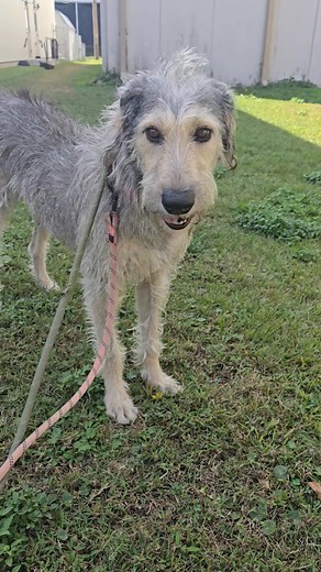 22 reactions | This is Wolf! He's an Irish Wolfhound that will be available for adoption at the end of the month Animal Rescue New Orleans (ARNO) ❣️ | Twila Hoyle | Facebook
