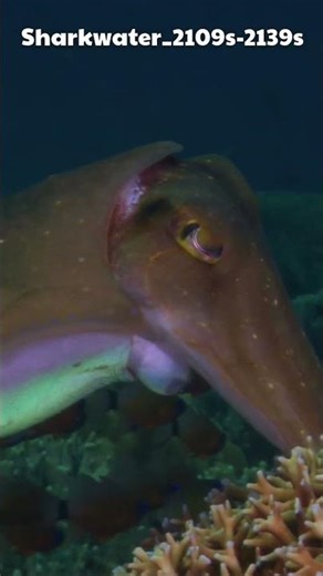 Never-Before-Seen Shark Moments Caught on Film #Sharkwater #WildlifeDocumentary