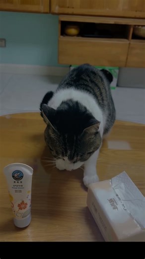 元宝挑战纸巾萝卜