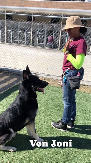 #ItsMyLife! Von Joni is a great dog! He has basic commands and good leash skills. Von Joni is very attentive to his handler even when off leash. He is the perfect age, young but past all that crazy puppy stuff! He was the perfect pup at the offsite adoption event. During his behavior evaluation Von Joni was found to have medium energy and ok with large dogs. Von Joni is listed as a 2 year old, 67 pound (underweight) male German Shepherd available for adoption at Castaic Animal Care Center, 31044