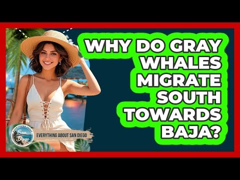 Why Do Gray Whales Migrate South Towards Baja?