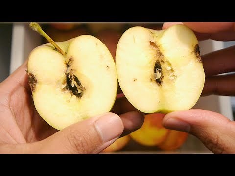 How To Use Apples Infested With Codling Moth Worms And Apple Maggots