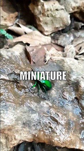 Exploding Beetles: Nature's Tiny Tanks!